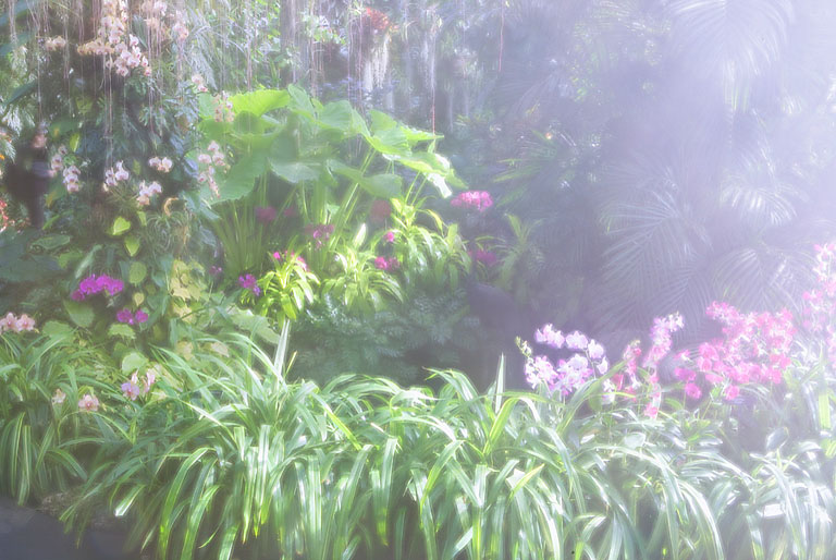 Longwood jungle